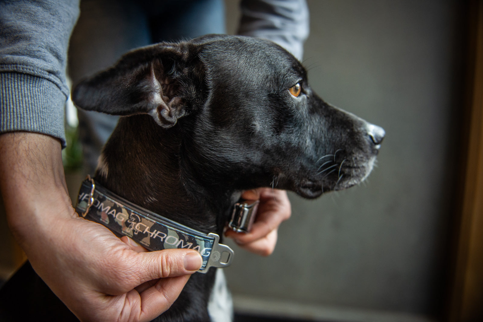 Dog Collar
